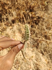 Tetramerium nervosum