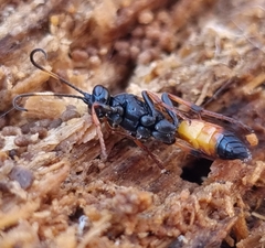 Ichneumon bucculentus