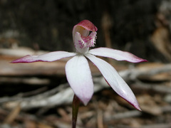 Caladenia gracilis