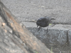 Molothrus rufoaxillaris