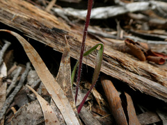 Caladenia gracilis