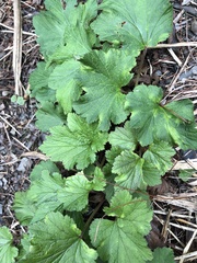 Eriocapitella vitifolia