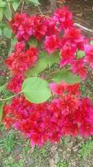 Bougainvillea spectabilis
