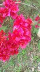 Bougainvillea spectabilis