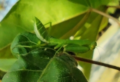 Hierodula patellifera