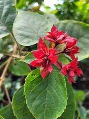 Clerodendrum canescens