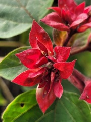 Clerodendrum canescens