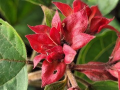 Clerodendrum canescens