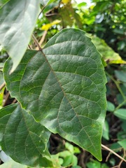Clerodendrum canescens