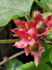 Clerodendrum canescens