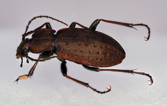 Carabus sylvestris
