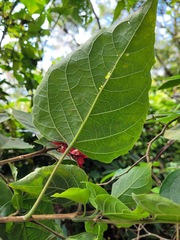 Clerodendrum canescens