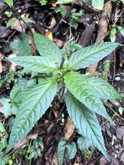 Mercurialis leiocarpa