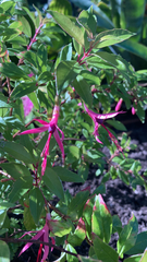 Fuchsia magellanica