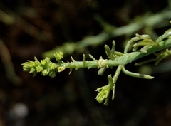 Prosopis juliflora