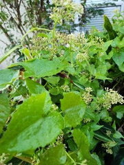 Mikania scandens