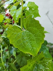 Mikania scandens