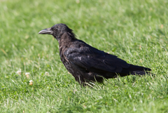Corvus corone