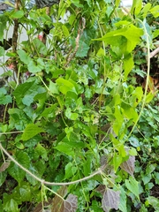 Mikania scandens