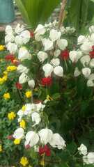 Clerodendrum thomsoniae