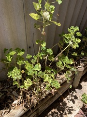 Pelargonium × hybridum
