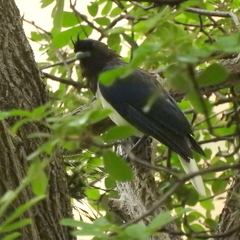 Cyanocorax cristatellus
