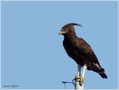 Lophaetus occipitalis