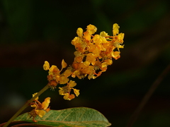 Byrsonima crassifolia