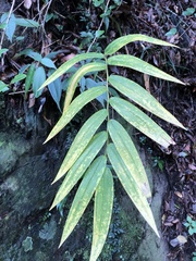 Polygonatum arisanense