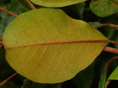 Byrsonima crassifolia