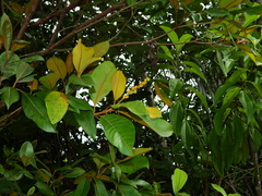 Byrsonima crassifolia