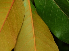 Byrsonima crassifolia