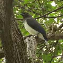 Cyanocorax cristatellus