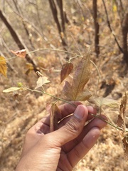 Malvales