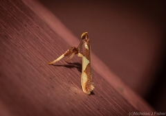 Caloptilia xanthopharella