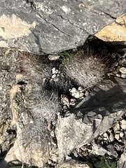 Escobaria emskoetteriana