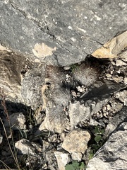 Escobaria emskoetteriana