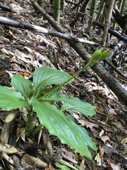 Liparis sootenzanensis