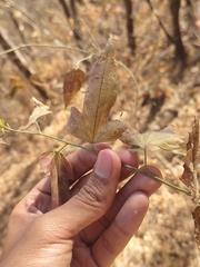 Malvales