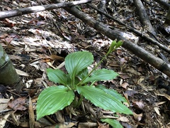 Liparis sootenzanensis