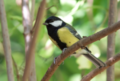 Parus major