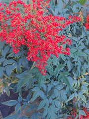 Nandina