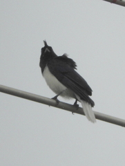 Cyanocorax cristatellus