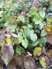 Epimedium