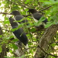 Cyanocorax cristatellus