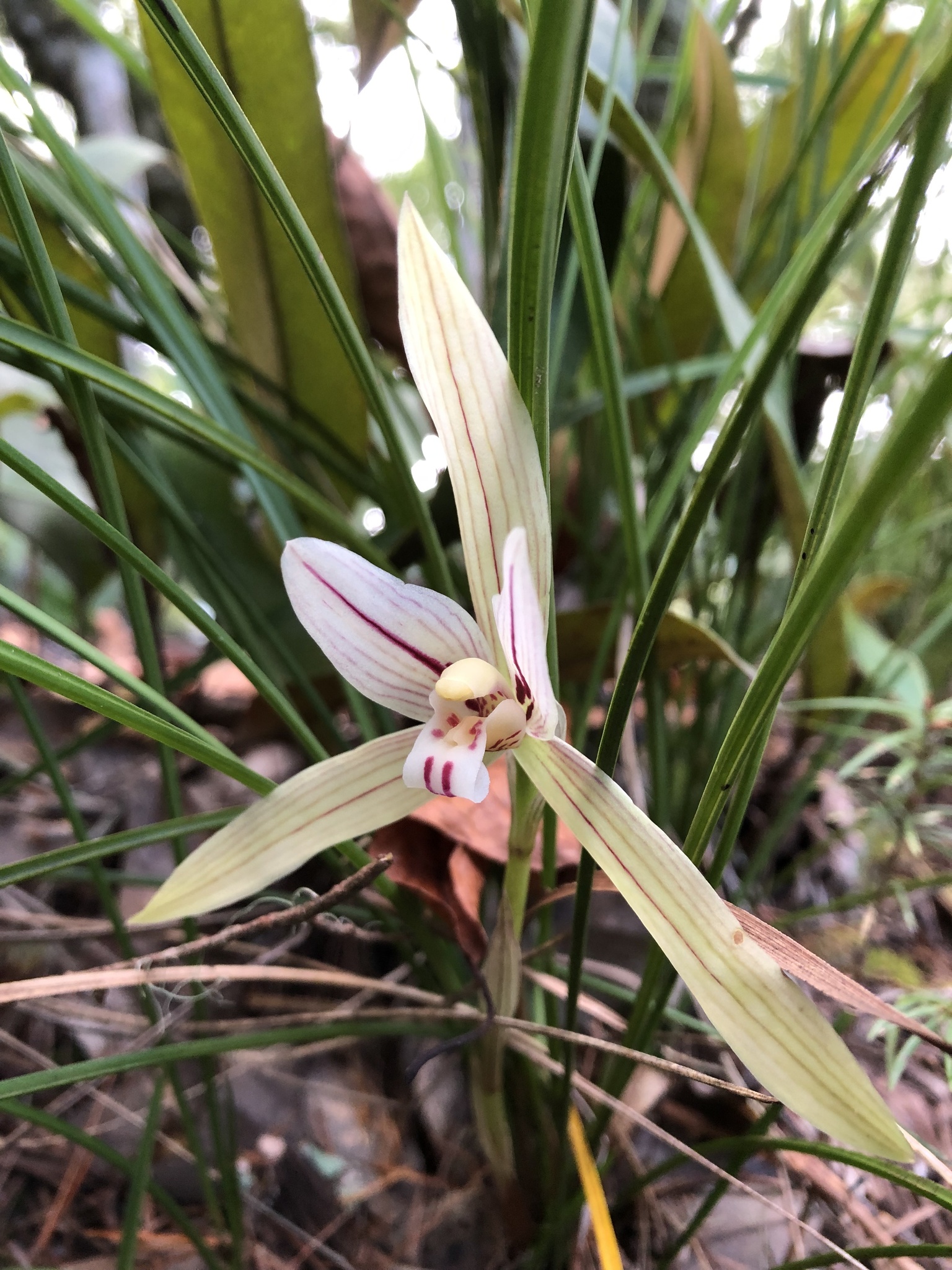 Cymbidium serratum Schltr.