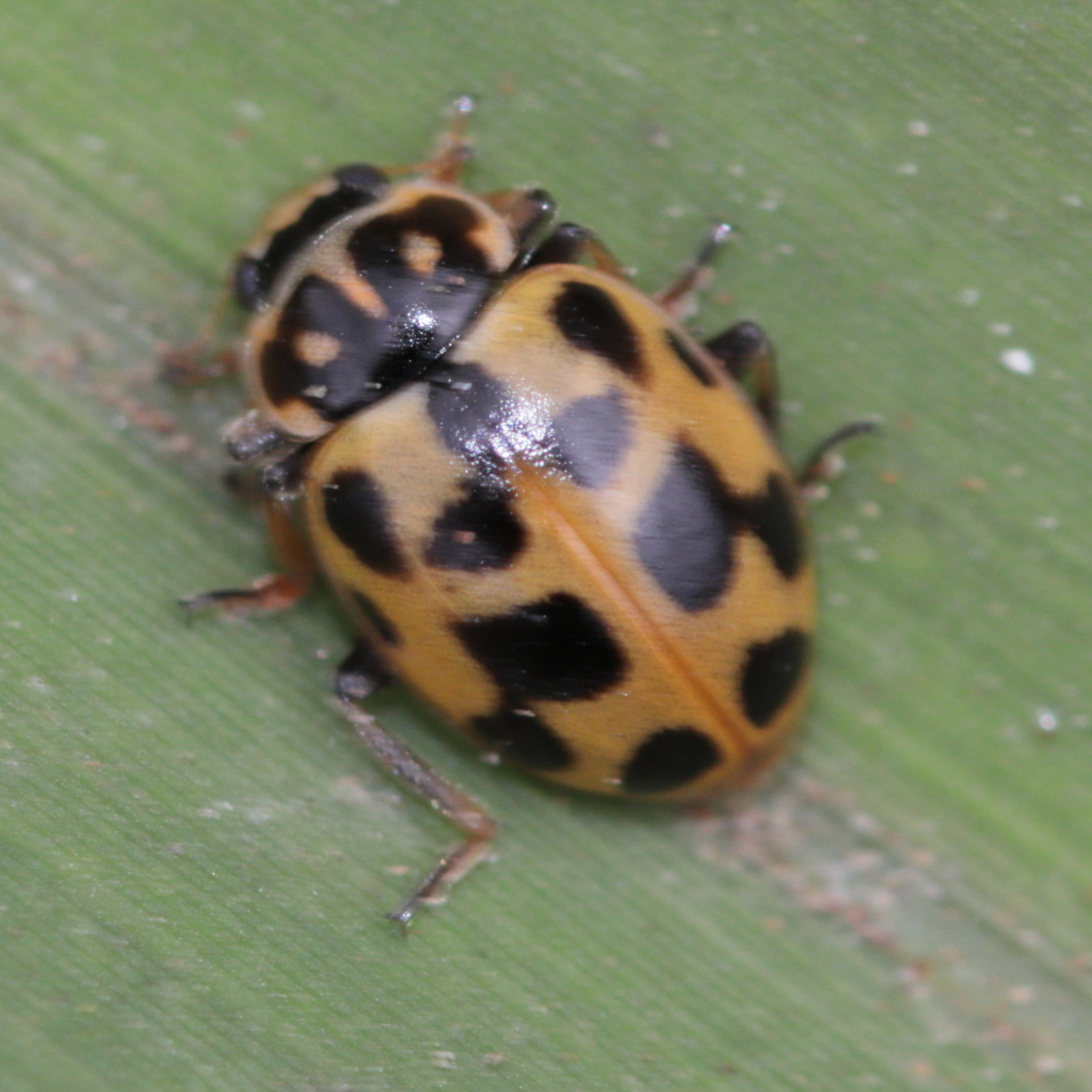 Hippodamia variegata (Goeze, 1777)