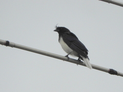 Cyanocorax cristatellus