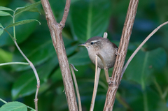 Troglodytes troglodytes