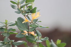 Lonicera